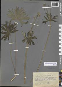 Anemonastrum narcissiflorum subsp. crinitum (Juz.) Raus, Siberia, Baikal & Transbaikal region (S4) (Russia)