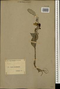 Verbascum ovalifolium Donn. Sm. ex Sims, Caucasus, Armenia (K5) (Armenia)