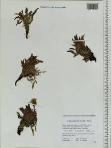 Crepis chrysantha subsp. chrysantha, Siberia, Baikal & Transbaikal region (S4) (Russia)