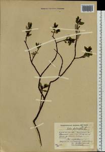 Salix phylicifolia L., Eastern Europe, Northern region (E1) (Russia)