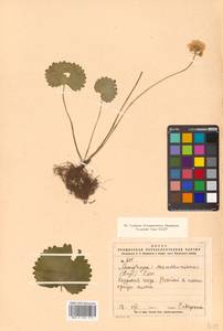 Micranthes manchuriensis (Engl.) Gornall & H. Ohba, Siberia, Russian Far East (S6) (Russia)