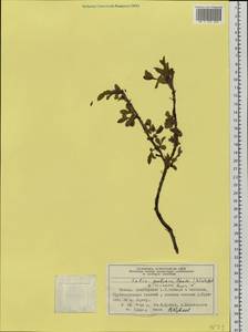 Salix reptans × pulchra, Siberia, Central Siberia (S3) (Russia)