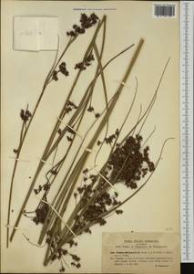 Cladium mariscus (L.) Pohl, Western Europe (EUR) (Italy)
