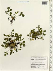 Potentilla chamissonis Hultén, Siberia, Central Siberia (S3) (Russia)