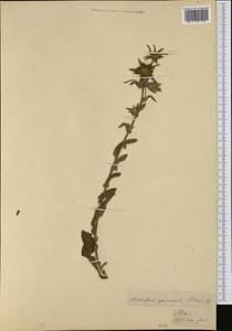 Pallenis spinosa (L.) Cass., Western Europe (EUR) (France)