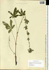 Potentilla recta subsp. pilosa (Willd.) Jáv., Eastern Europe, Middle Volga region (E8) (Russia)