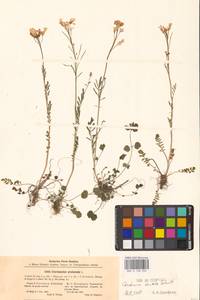 Cardamine pratensis subsp. dentata (Schult.) Čelak., Eastern Europe, North-Western region (E2) (Russia)