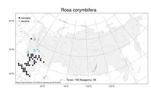 Rosa corymbifera Borkh., Atlas of the Russian Flora (FLORUS) (Russia)