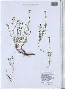 Cynanchica abchasica (V.I.Krecz.) P.Caputo & Del Guacchio, Caucasus, Stavropol Krai, Karachay-Cherkessia & Kabardino-Balkaria (K1b) (Russia)