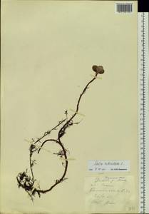 Salix reticulata L., Siberia, Yakutia (S5) (Russia)