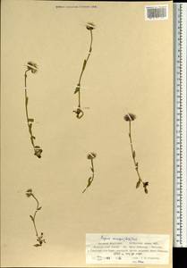 Erigeron eriocalyx (Ledeb.) Vierh., Mongolia (MONG) (Mongolia)