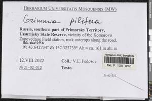 Grimmia pilifera P. Beauv., Bryophytes, Bryophytes - Russian Far East (excl. Chukotka & Kamchatka) (B20) (Russia)