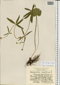 Ranunculus cassubicus L., Eastern Europe, Northern region (E1) (Russia)