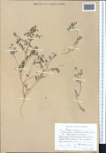 Astragalus filicaulis Kar. & Kir., Middle Asia, Western Tian Shan & Karatau (M3) (Kyrgyzstan)