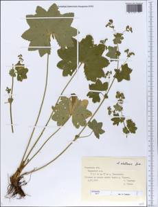 Alchemilla stellaris Juz., Eastern Europe, Central forest region (E5) (Russia)