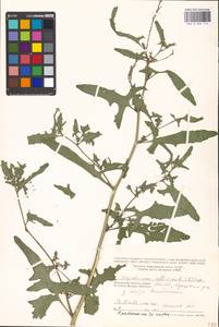 Sisymbrium officinale (L.) Scop., Eastern Europe, Moscow region (E4a) (Russia)