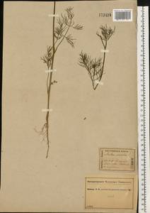 Anethum graveolens L., Eastern Europe, Central forest region (E5) (Russia)