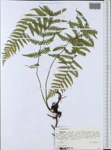 Dryopteris, Africa (AFR) (Ethiopia)