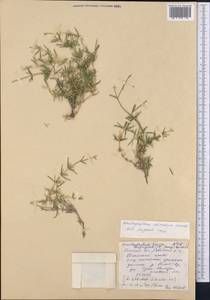 Acanthophyllum coloratum Schischk., Middle Asia, Pamir & Pamiro-Alai (M2) (Kyrgyzstan)