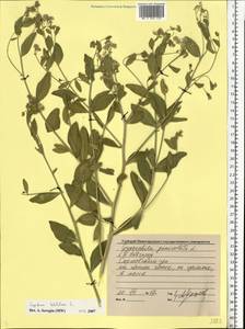 Lepidium latifolium L., Eastern Europe, Volga-Kama region (E7) (Russia)