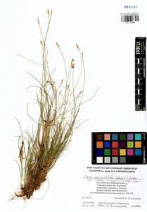 Carex parallela subsp. redowskiana (C.A.Mey.) T.V.Egorova, Siberia, Yakutia (S5) (Russia)