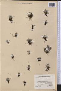 Omalotheca supina (L.) DC., America (AMER) (Greenland)