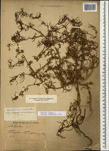 Salsola tragus L., Caucasus, Georgia (K4) (Georgia)