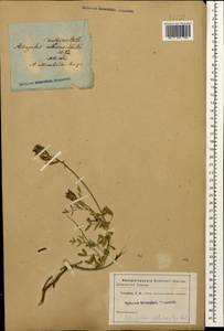 Astragalus albicaulis DC., Caucasus (no precise locality) (K0)