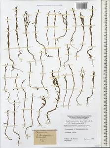 Salicornia europaea L., Caucasus, Stavropol Krai, Karachay-Cherkessia & Kabardino-Balkaria (K1b) (Russia)