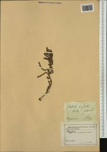 Spirobassia hirsuta (L.) Freitag & G. Kadereit, Western Europe (EUR)