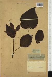 Populus balsamifera, Western Europe (EUR) (Not classified)