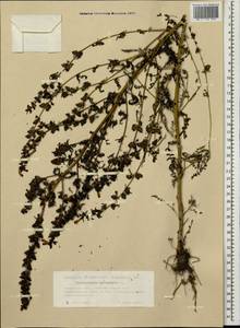 Pedicularis palustris L., Siberia, Western Siberia (S1) (Russia)