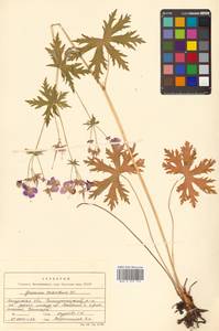 Geranium erianthum DC., Siberia, Russian Far East (S6) (Russia)