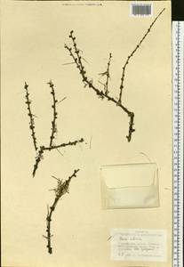 Larix sibirica Ledeb., Siberia, Western Siberia (S1) (Russia)