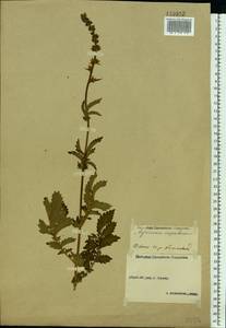 Agrimonia eupatoria L., Eastern Europe, Volga-Kama region (E7) (Russia)