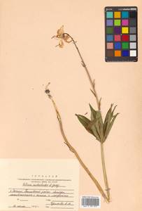 Lilium distichum Nakai ex Kamib., Siberia, Russian Far East (S6) (Russia)