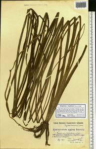 Sparganium gramineum Georgi, Eastern Europe, Moscow region (E4a) (Russia)