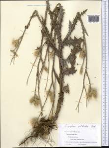 Carduus pycnocephalus subsp. albidus (M. Bieb.) Kazmi, Middle Asia, Syr-Darian deserts & Kyzylkum (M7) (Uzbekistan)
