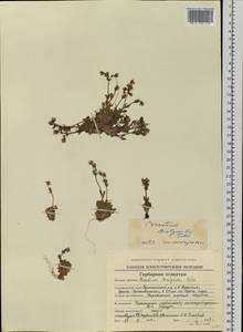 Cerastium bialynickii A. Tolm., Siberia, Chukotka & Kamchatka (S7) (Russia)