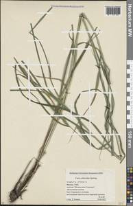 Carex atherodes Spreng., Eastern Europe, Moscow region (E4a) (Russia)