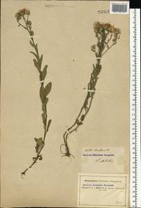 Aster amellus L., Eastern Europe, South Ukrainian region (E12) (Ukraine)
