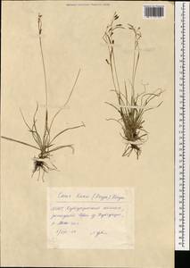 Carex delicata C.B.Clarke, Mongolia (MONG) (Mongolia)