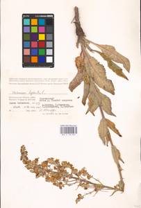 MHA 0 158 869, Verbascum lychnitis L., Eastern Europe, Lower Volga region (E9) (Russia)
