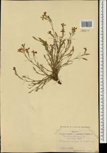 Dianthus chinensis L., Mongolia (MONG) (Mongolia)