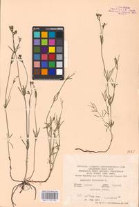 Galium tinctorium L., Eastern Europe, Central forest-and-steppe region (E6) (Russia)