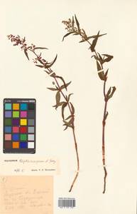 Koenigia tripterocarpa (A. Gray) T. M. Schust. & Reveal, Siberia, Russian Far East (S6) (Russia)