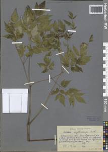 Actaea rubra subsp. rubra, Siberia, Baikal & Transbaikal region (S4) (Russia)