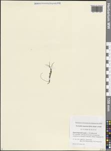 Puccinellia angustata (R.Br.) E.L.Rand & Redfield, Siberia, Central Siberia (S3) (Russia)