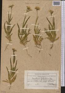 Dichodon maximum (L.) Á. Löve & D. Löve, Middle Asia, Northern & Central Tian Shan (M4) (Kazakhstan)