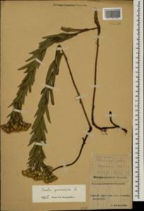 Pentanema germanicum (L.) D. Gut. Larr., Santos-Vicente, Anderb., E. Rico & M. M. Mart. Ort., Caucasus, Stavropol Krai, Karachay-Cherkessia & Kabardino-Balkaria (K1b) (Russia)